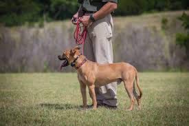 Garmin Delta Sport Pro Hunting Dog Collar Bundle - Water-Resistant, Long-Lasting Dog E-Collar with Handheld Device with Teacher’s Pet Vinyl Dog Training Hunting Dummy Bumper