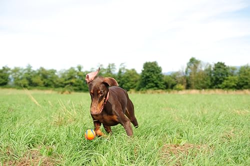 Chuckit! Ultra Ball Dog Toy, Medium (2.5 Inch Diameter) Pack of 2, for breeds 20-60 lbs