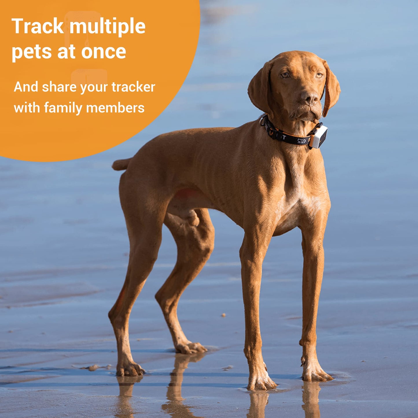 Pawfit 3s GPS Tracker for Dogs 4G, Pet Health Monitor Up to 30-Day Battery Life | Live Location Satellite Tracking | Unlimited Range | Escape Alert | Remote Voice Recall | Fits for Dogs & Cats (7 lbs)